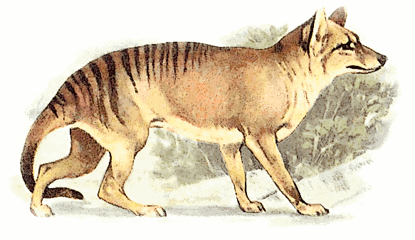 ¿El tigre de Tasmania está extinto? Todo sobre este peculiar animal Tasmanian_wolf