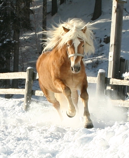 Mont Cézio-Halfinger-2500µ Haflinger5