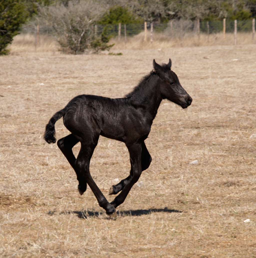 Ravenhearst comes with a foal looking for a stally - Page 3 Cirawyn2