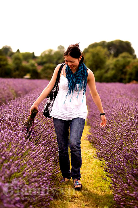 Biêng biếc sắc tím mùa hoa Lavender 020411afamilyDLhoa7