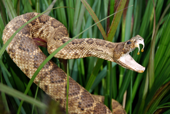 Sự thật nên biết về loài rắn và nọc độc chết người của chúng Nhung-lam-tuong-bay-lau-nay-ve-loai-ran-va-noc-doc-chet-nguoi-cua-chung
