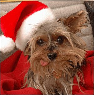 Christmas is coming! Weihnachten_Hund