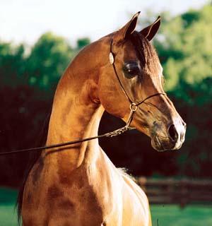 الخيول العربيه Horse034