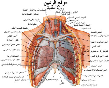 جسم الإنسان 02 100