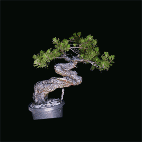 Arboles en proyecto Pinus-nigra-Show
