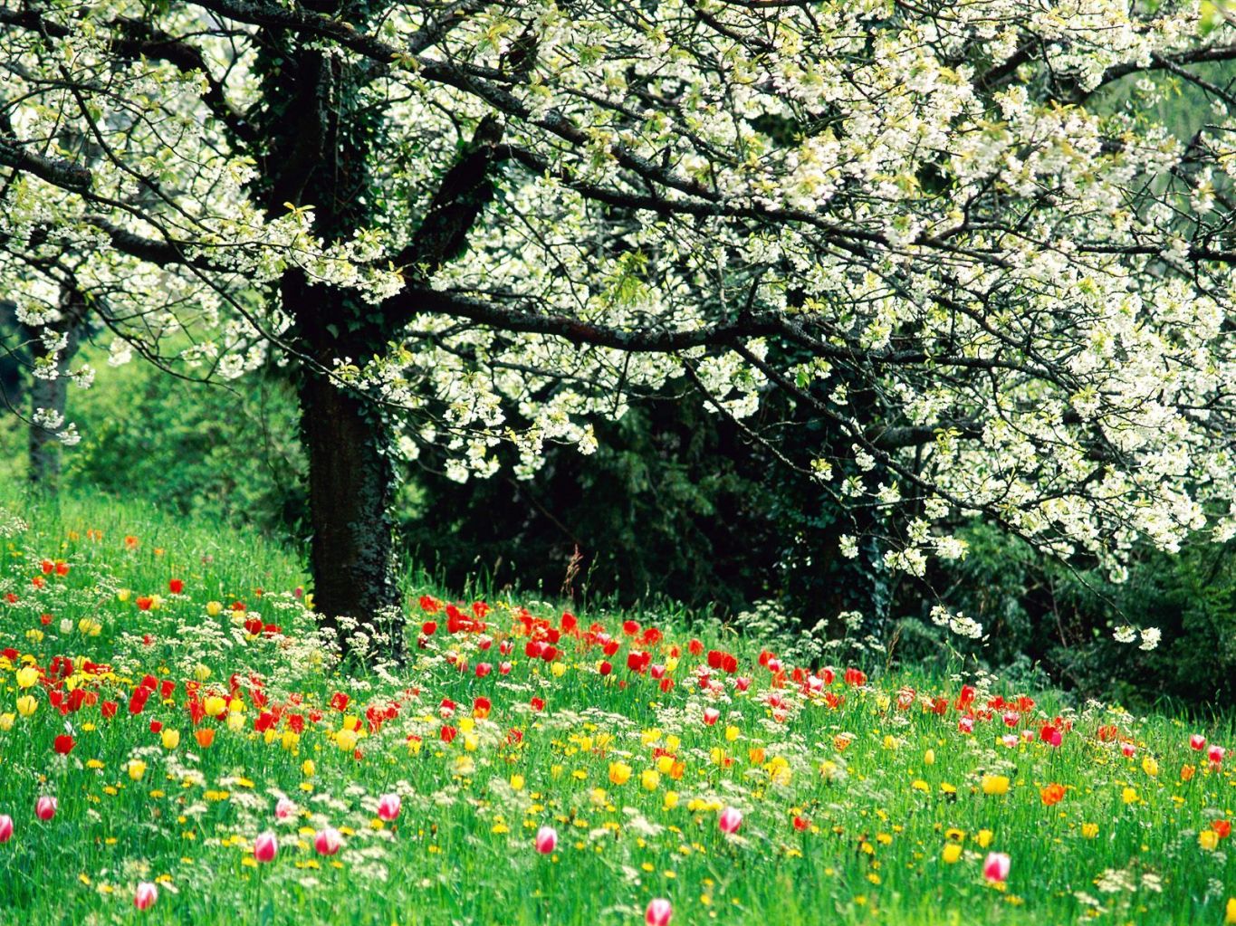 LLEGA LA PRIMAVERA!!! Primavera