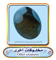 عقيق يماني 1 Other-creatures-05