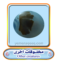 عقيق يماني 1 Other-creatures-06