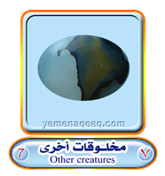 عقيق يماني 1 Other-creatures-07