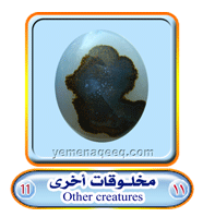 عقيق يماني 1 Other-creatures-11