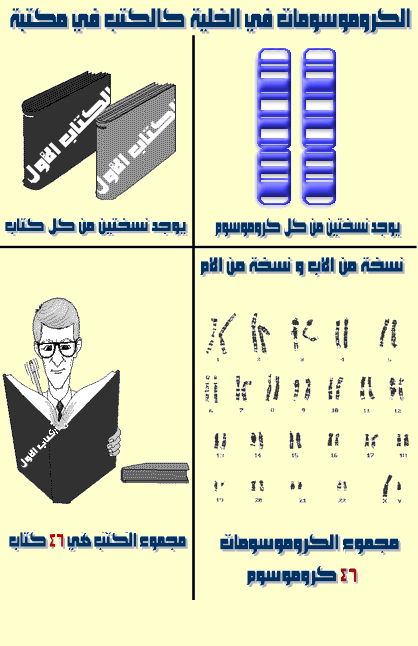 من جديد بحث شامل حول الوراثة والاستنساخ Chromo1