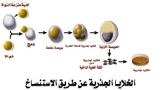 من جديد بحث شامل حول الوراثة والاستنساخ Es5