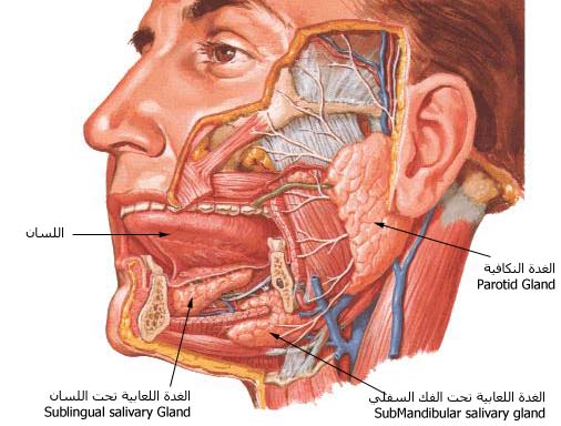 حالة بلع اللسان أسبابها وكيفية إسعافها 8154_m2