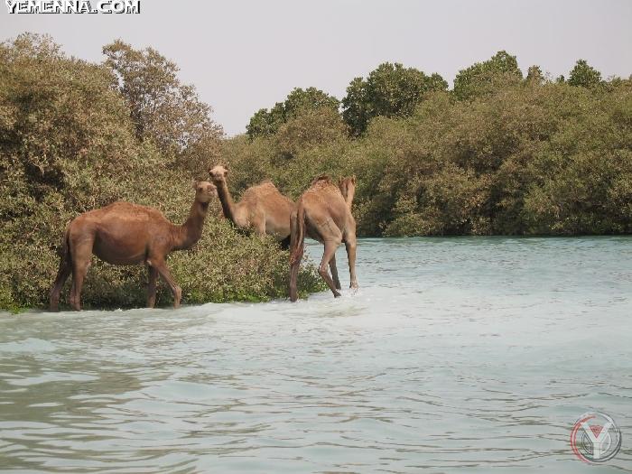 صور من جزيرة كمران اليمنيه A_378