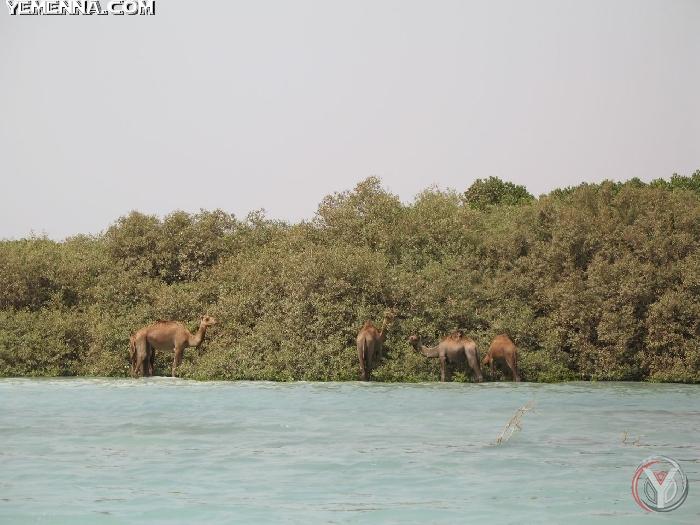 صور من جزيرة كمران اليمنيه A_382