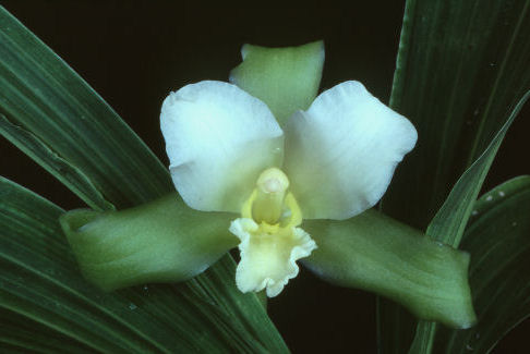 HOA GIEO TỨ TUYỆT - Page 39 Lycaste%20leucantha%2010184