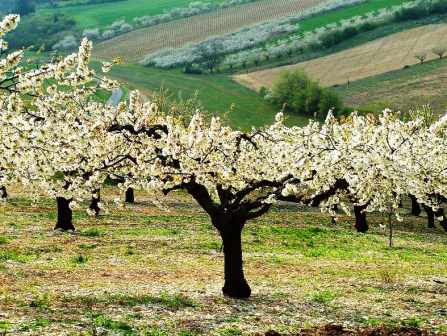 Le fil des anniversaires... - Page 38 Paysage_cerisiers_Fleurs_2