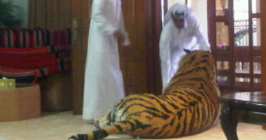 "نمر" هارب يثير الذعر فى العاصمة القطرية الدوحة 11020102923280