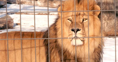 "أسد ونمر" ملك ثرى عربى بالقاهرة الجديدة يثيران ذعر الأهالى Lion-in-zoo-5555555320083114622