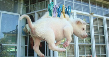 صور مضحكة  يشعر بالملل فيربط كلب صغير على حبل الغسيل  Smal6201116122133