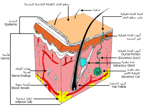  معظم امراض الجلد بالصور هنا...لا تضيع الفرصة لتستفيد  Skin