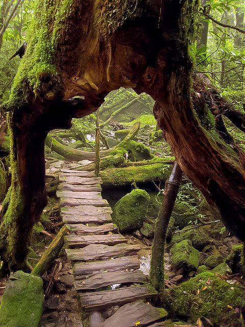 من حول العالم..!! Primeval-Forest-Shiratani-Unsuikyo-Ravine-Japan