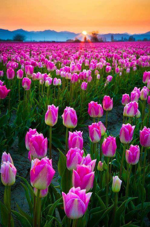 من حول العالم..!! Tulip-Field-Sunset-Skagit-Valley-Washington