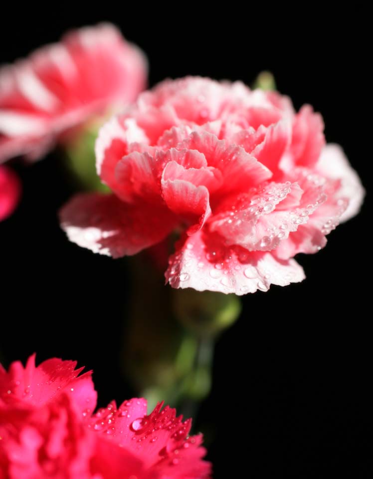  الازهار والورود Yun_2473
