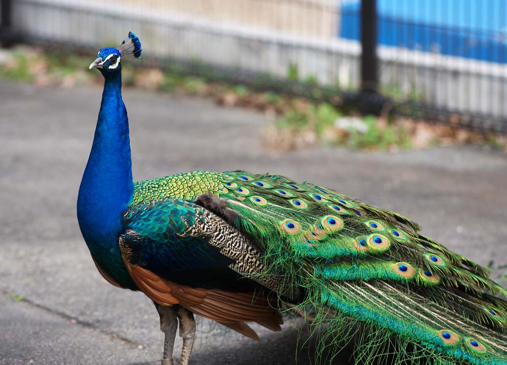 طاووس عجيب و ارنب كبير. ادهشاني كثيرا !!!! Yun_3440