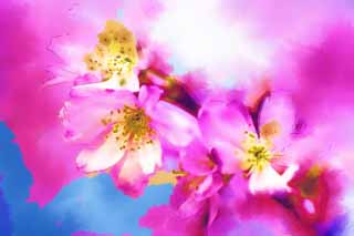 صور زهرة الساكورا ( أزهار الكرز ) .. Yun_5650x