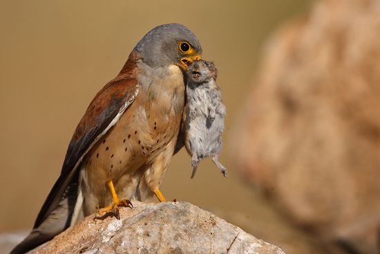 Falconiformes. sub Falconidae - sub fam Falconinae - gênero Falco - Página 2 Lesser-Kestrel-Bird