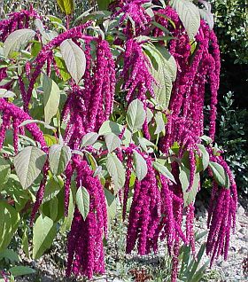 Alte remedii florale 547_amaranthus_caudatus