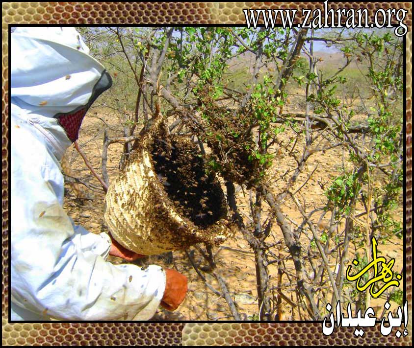 'طريقة أكثار النحل وتثبيت (الفرق) خطوه بخطوه مع الشرح بالصور  Farqaln7l16
