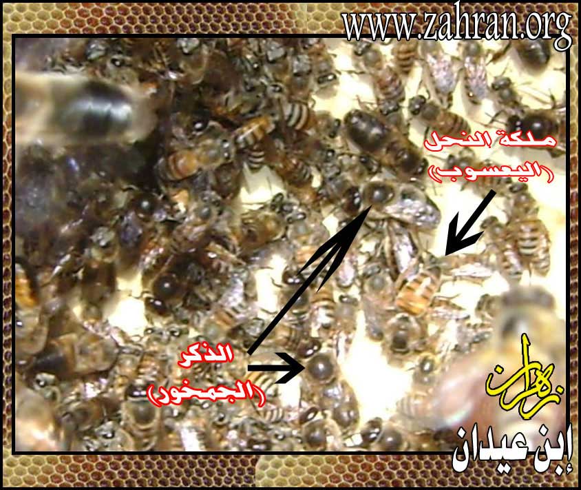 'طريقة أكثار النحل وتثبيت (الفرق) خطوه بخطوه مع الشرح بالصور  Farqaln7l3