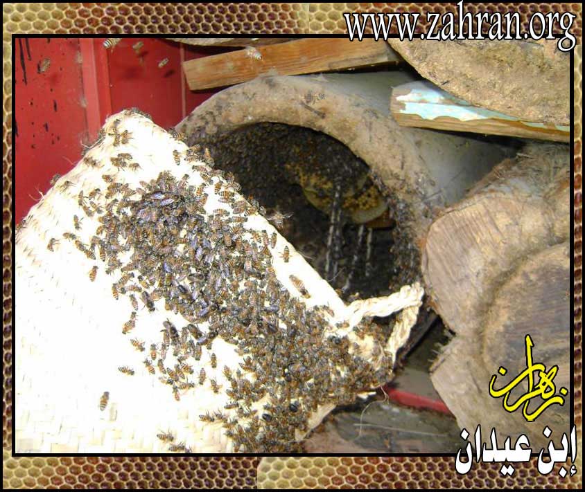 'طريقة أكثار النحل وتثبيت (الفرق) خطوه بخطوه مع الشرح بالصور  Farqaln7l37