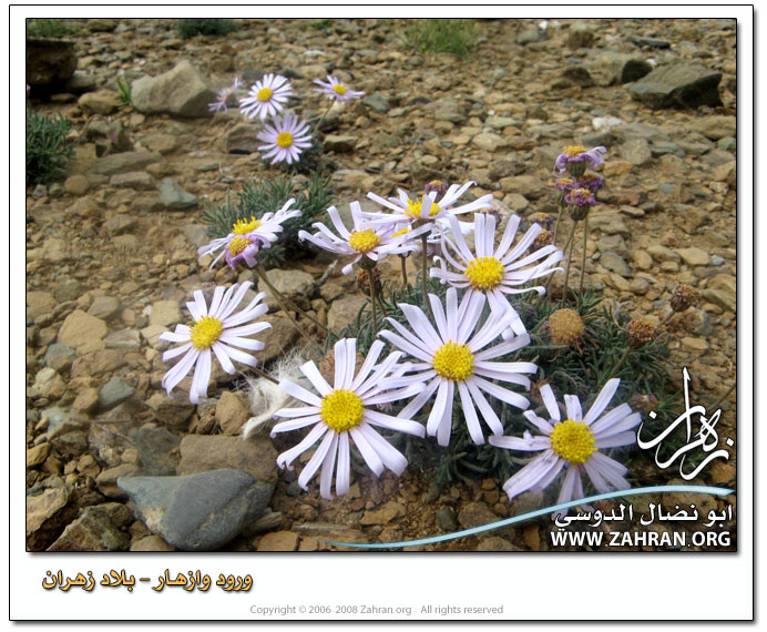 ربيع الباحه 1432 Flower13