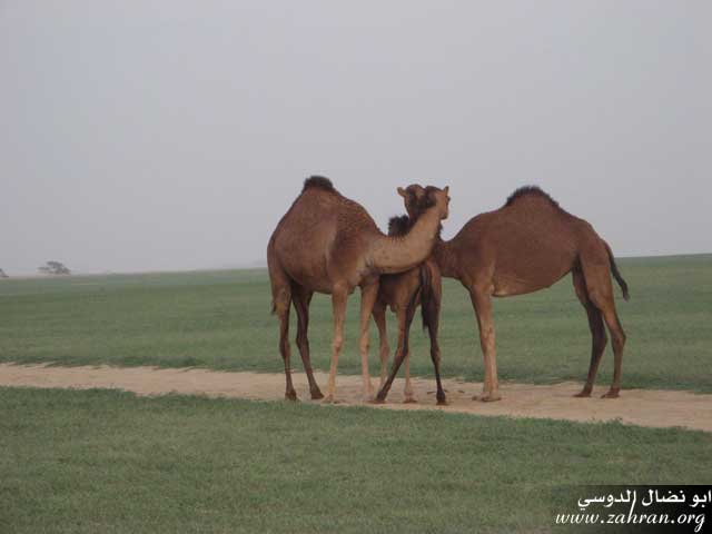 سحر الطبيعة في زهران ××××  IMG_0211