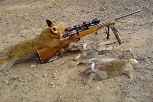 Un zorro le dispara a su agresor Bielorusia-_caza_zorros