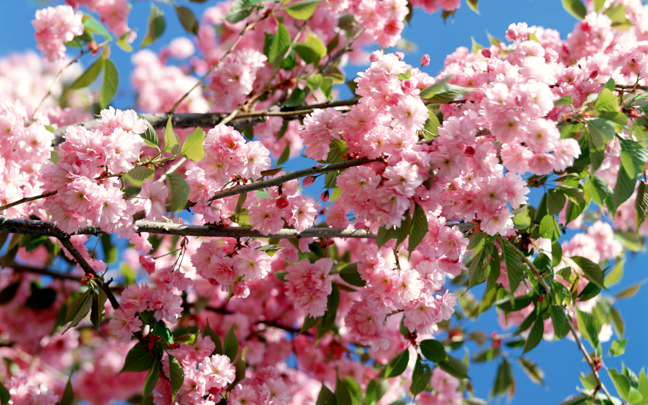 அழகான பூக்களுடன் நீரூற்று Nature_Seasons_Spring__006334_