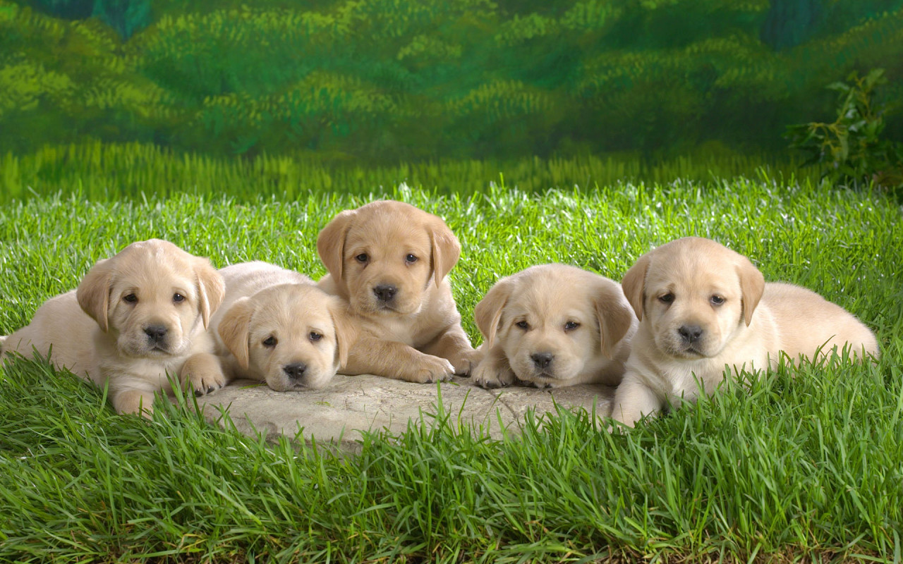 மனங்களைக் கொள்ளைக்  கொள்ளும்  படங்கள்! Animals_Dogs_Cute_puppies_013706_