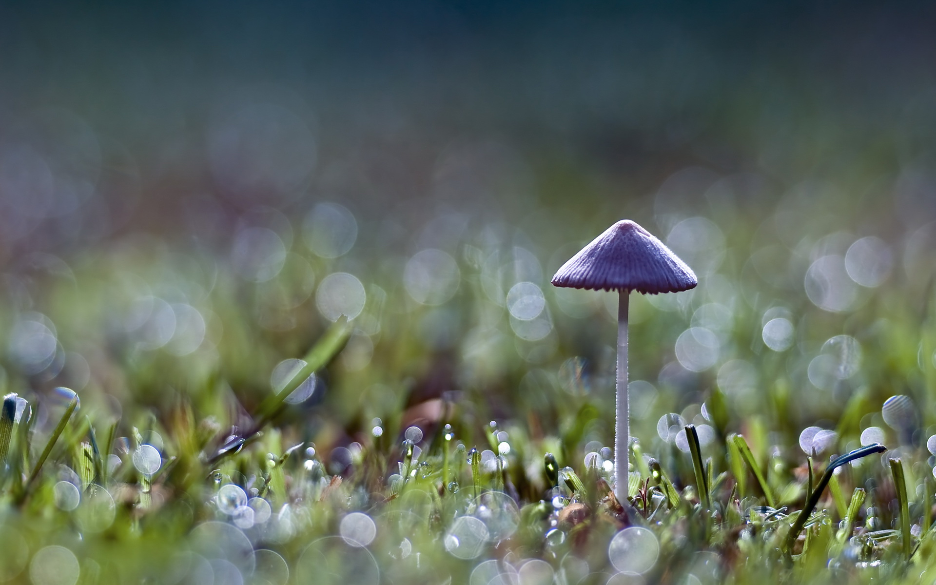 They're Invading already! Nature_Mushrooms_Lonely_mushroom_011540_