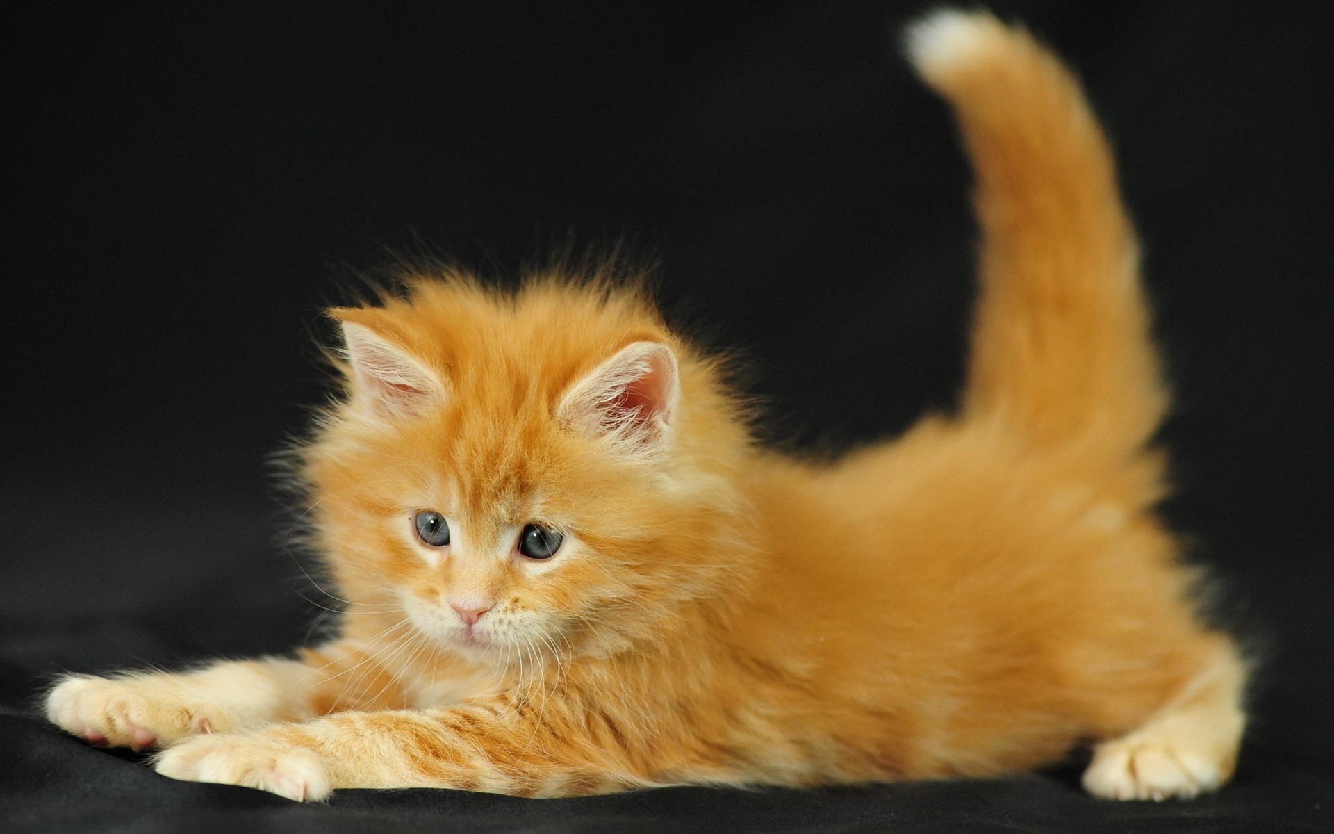 Flamekit of FireClan Animals_Cats_Ginger_kitten_031750_