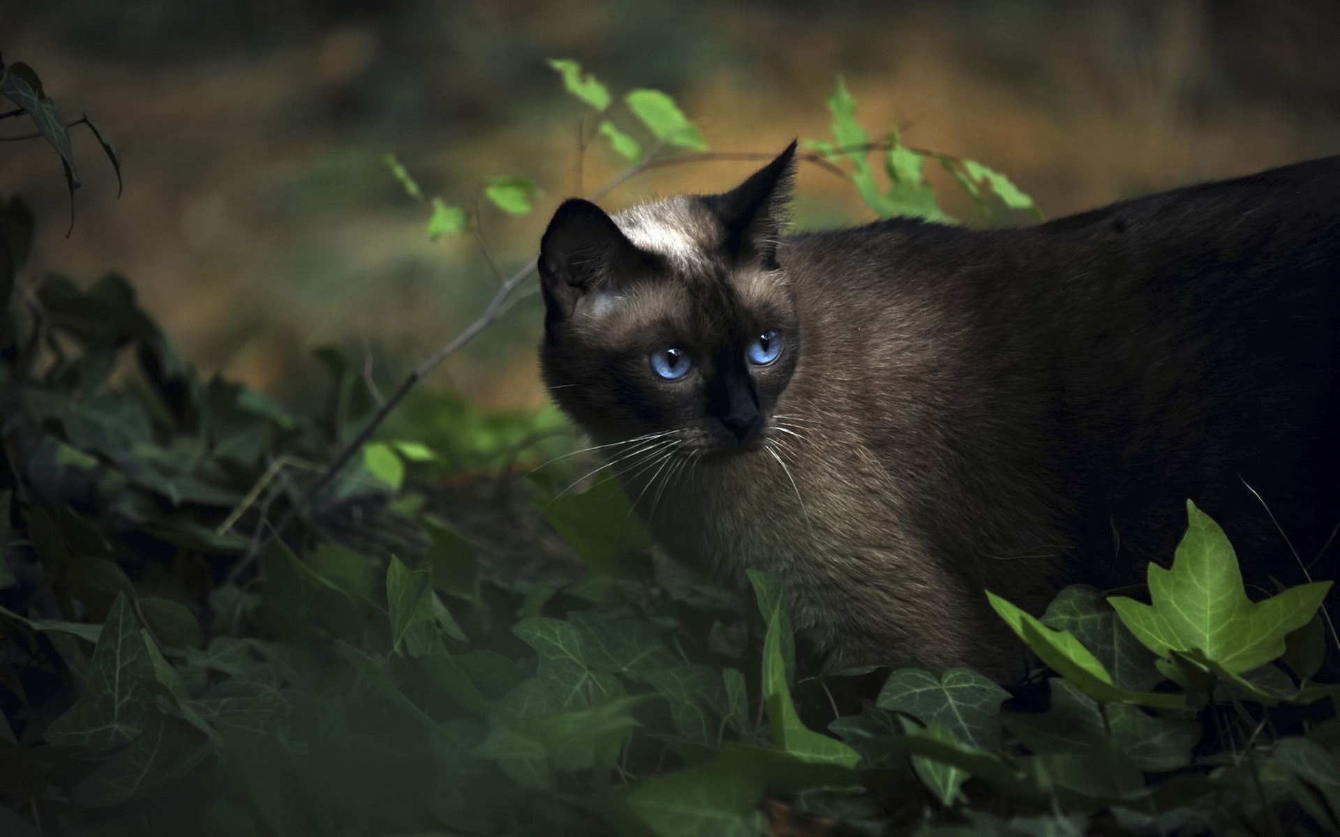 .: Adderpaw :. Animals___Cats_Beautiful_Siamese_cat_among_plants_045059_