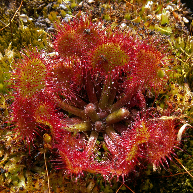 J'aime bien la saison de la reprise Rotundifolia20