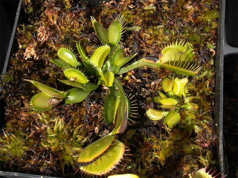 Nos cultivars de dionées Allgreen07