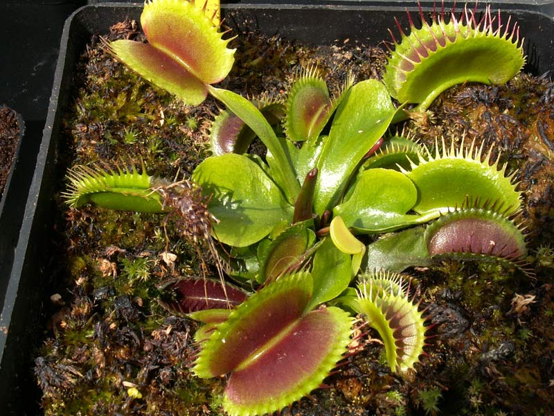 Nos cultivars de dionées Giantbigmouth12