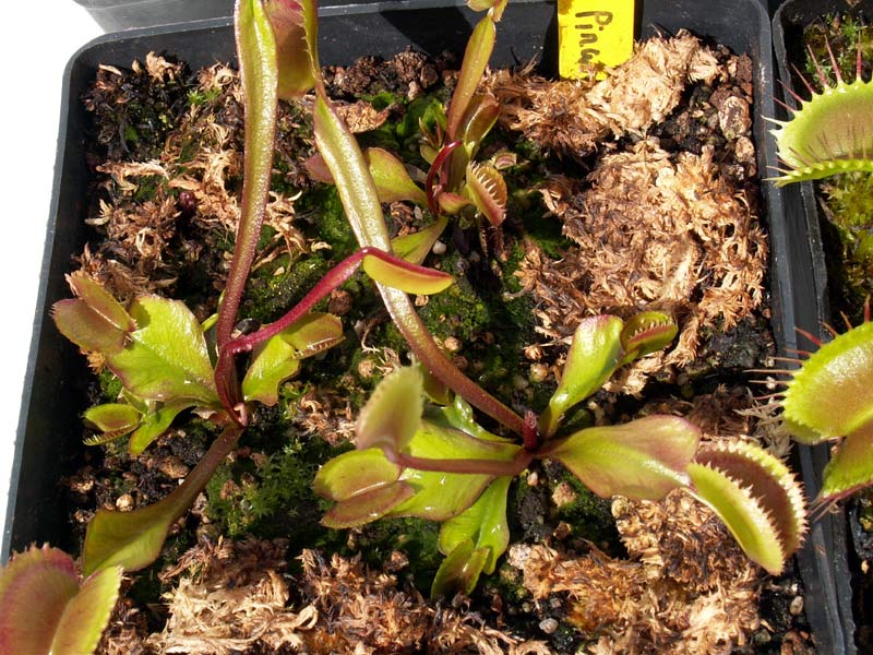 Nos cultivars de dionées Redpiranha13