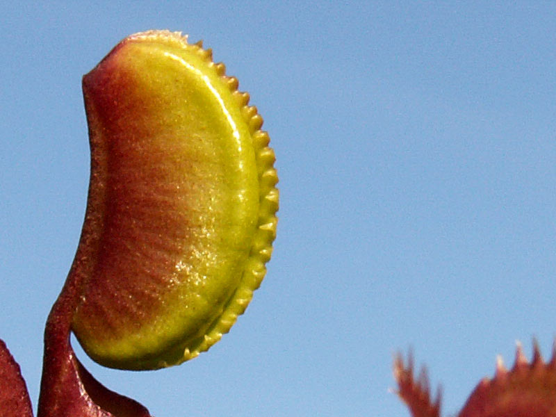 Quelques cultivars de dionées Redpiranha18