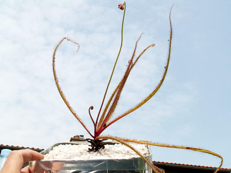 Drosera regia Regia06