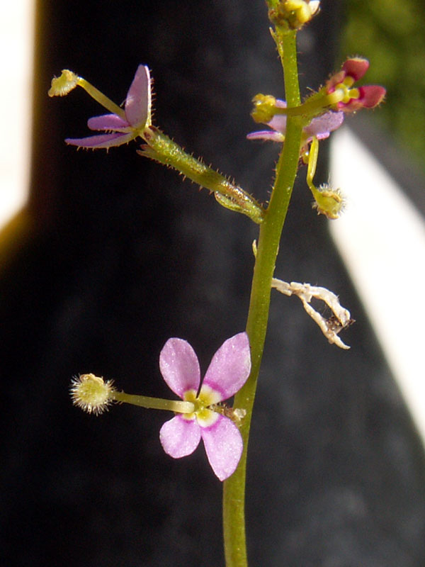 14 Juin Stylidium02